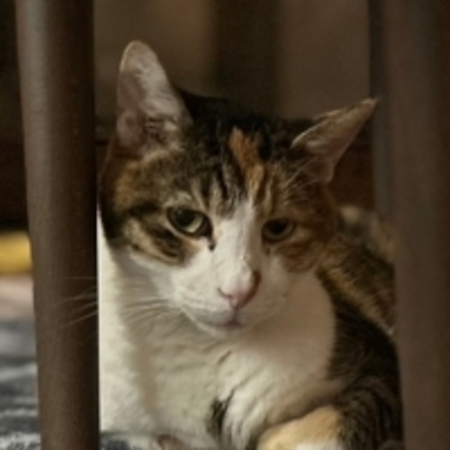Penelope